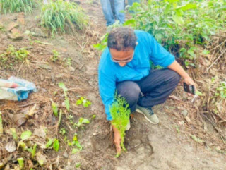 ७३ औ मदन जयन्तीमा नेकपा एमाले काठमाडौं  महानगर कमिटीको  वृक्षारोपण